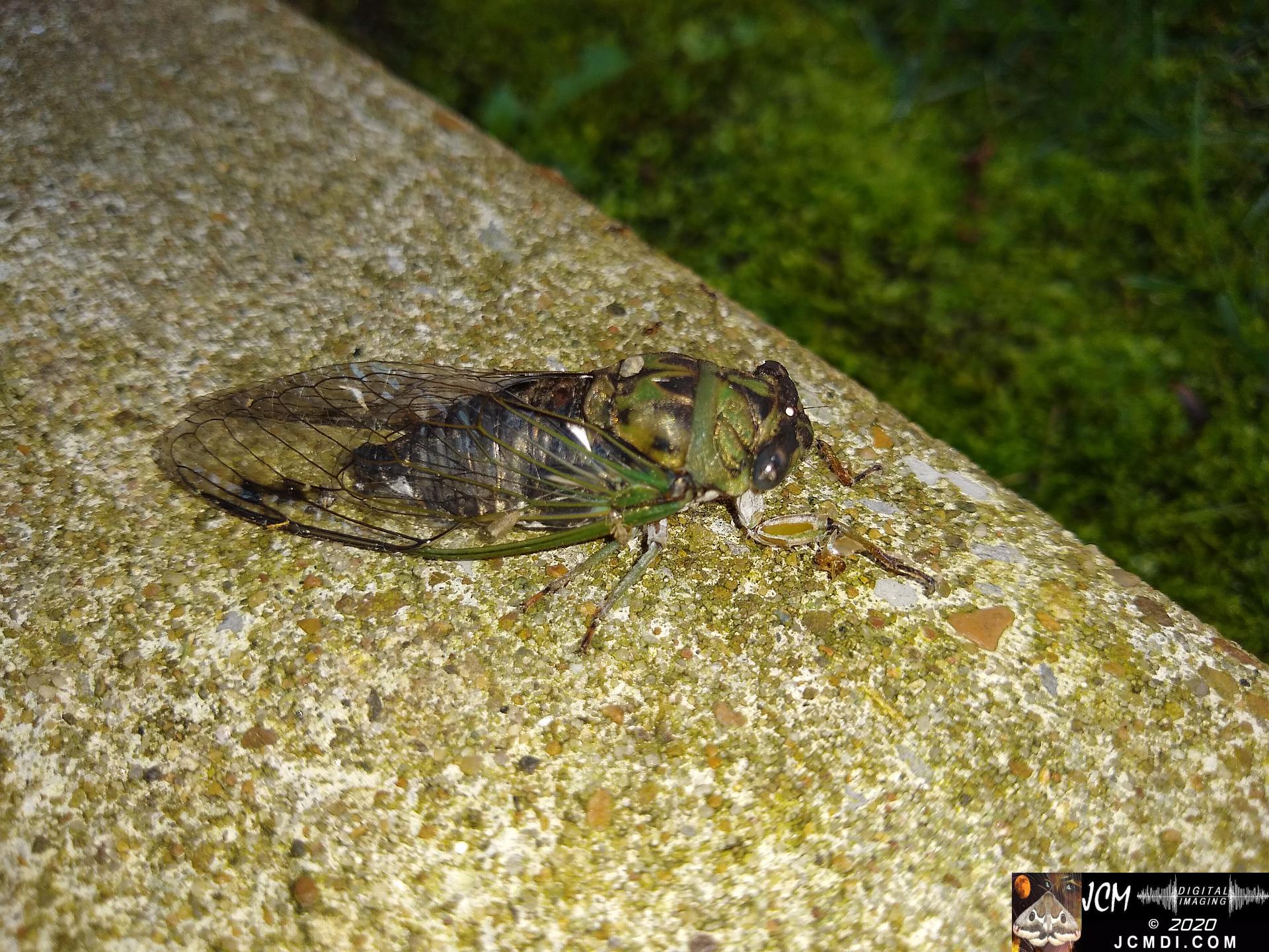 20190820 TN Cicada on concrete